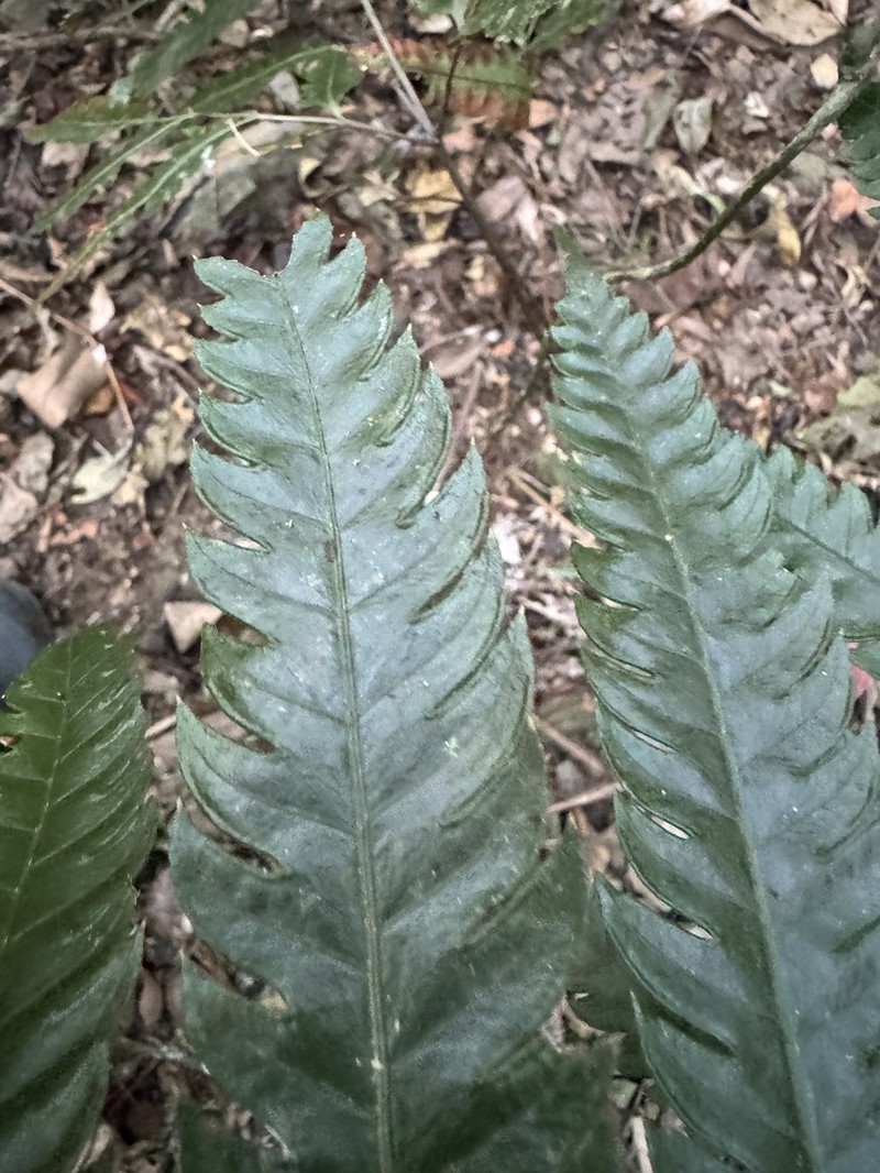 Pteris propinqua photo 4