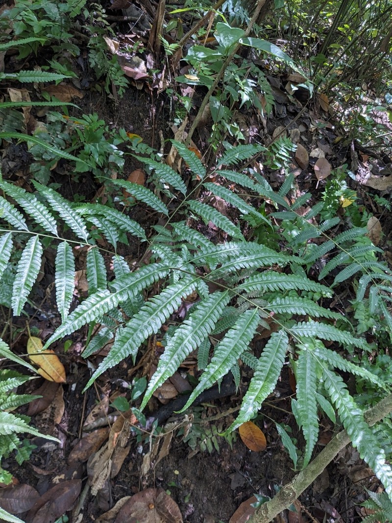 Pteris propinqua photo 5