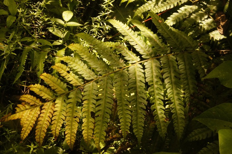 Pteris propinqua photo 6