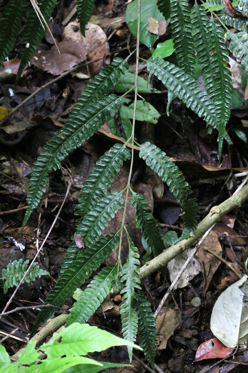 Pteris propinqua photo 7