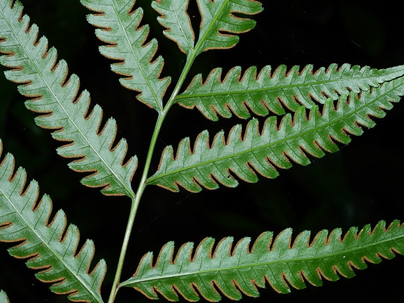 Pteris propinqua photo 8