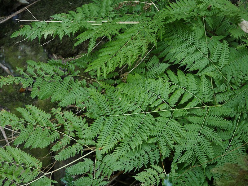 Pteris pseudolonchitis