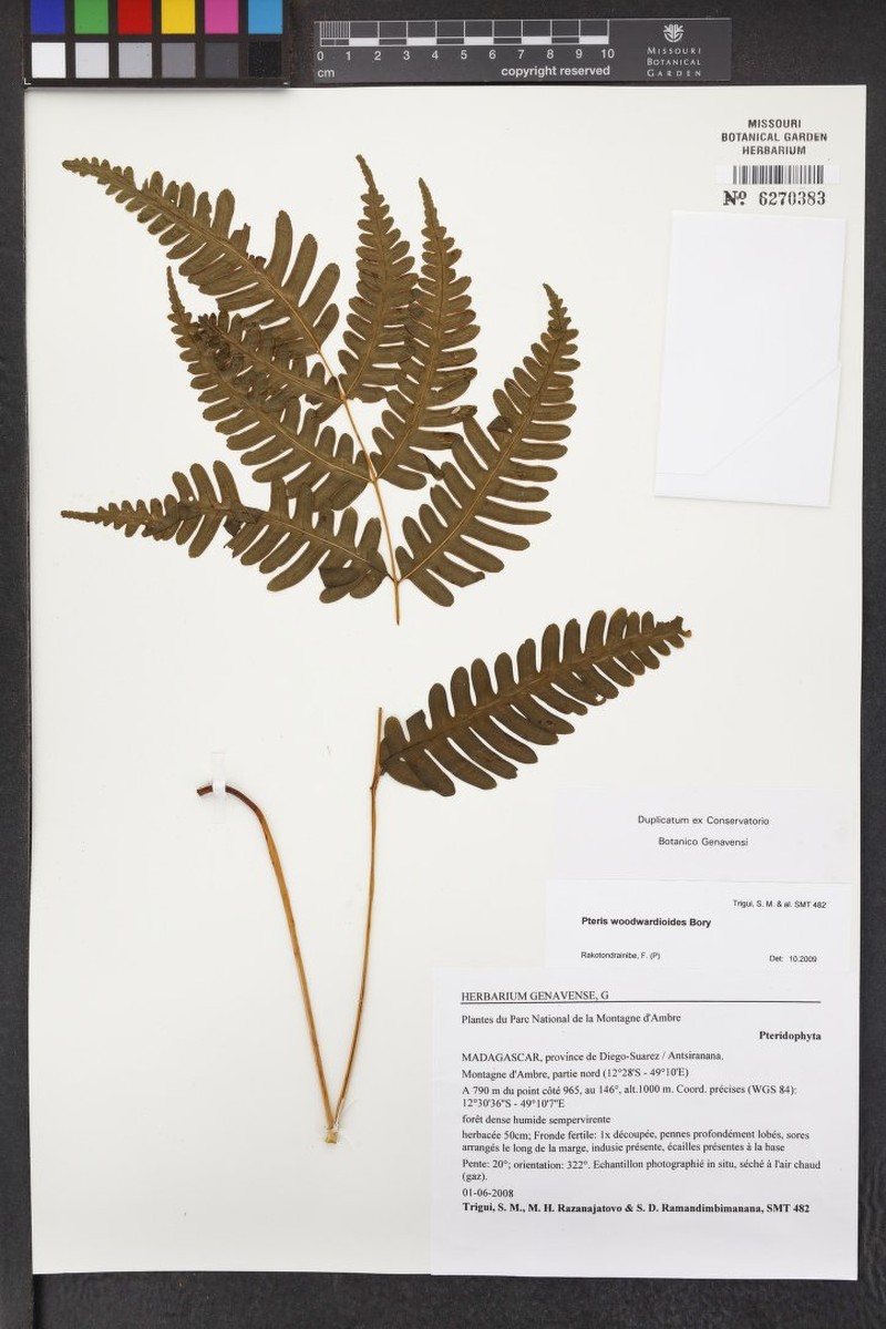 Pteris pseudowoodwardioides