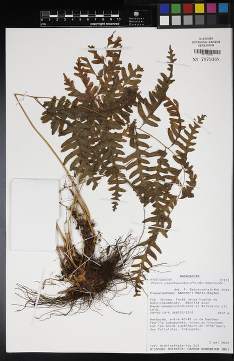 Pteris pseudowoodwardioides photo 2