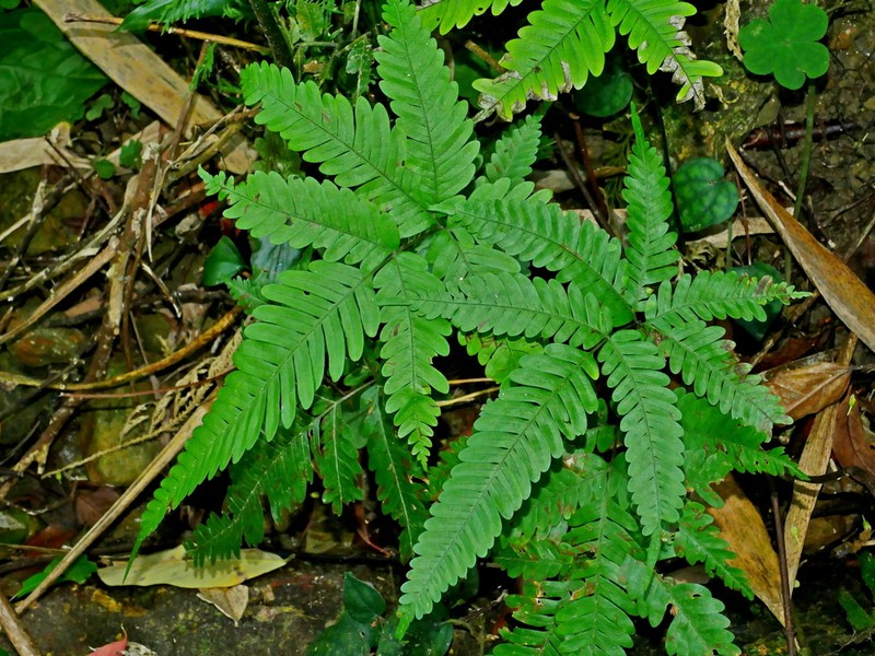 Pteris pseudowulaiensis photo 2