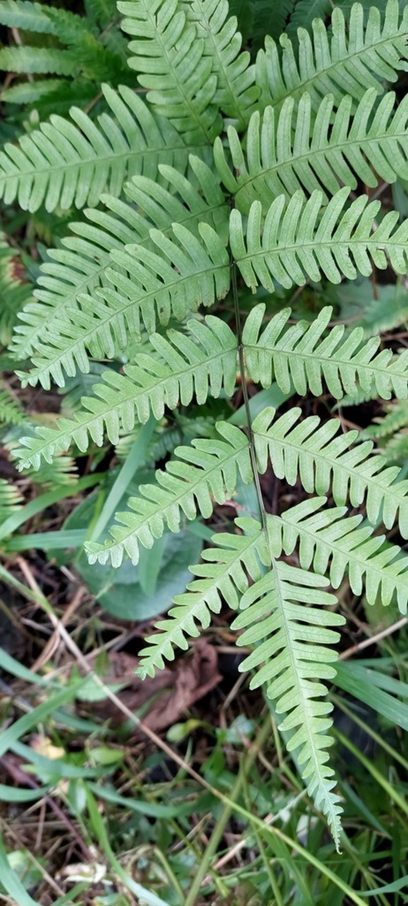 Pteris pseudowulaiensis photo 3