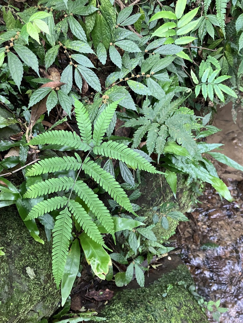 Pteris pseudowulaiensis photo 4