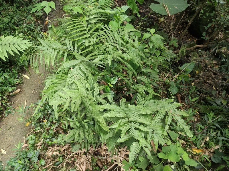 Pteris pseudowulaiensis photo 5