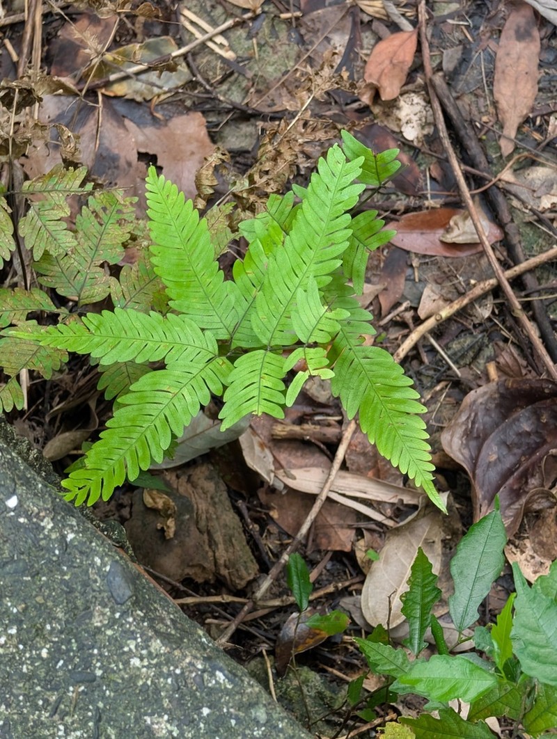 Pteris pseudowulaiensis photo 6