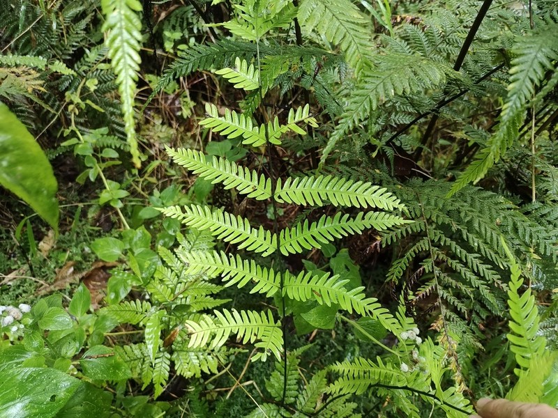 Pteris pseudowulaiensis photo 7