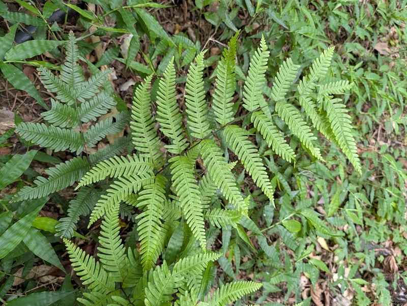 Pteris pseudowulaiensis photo 8