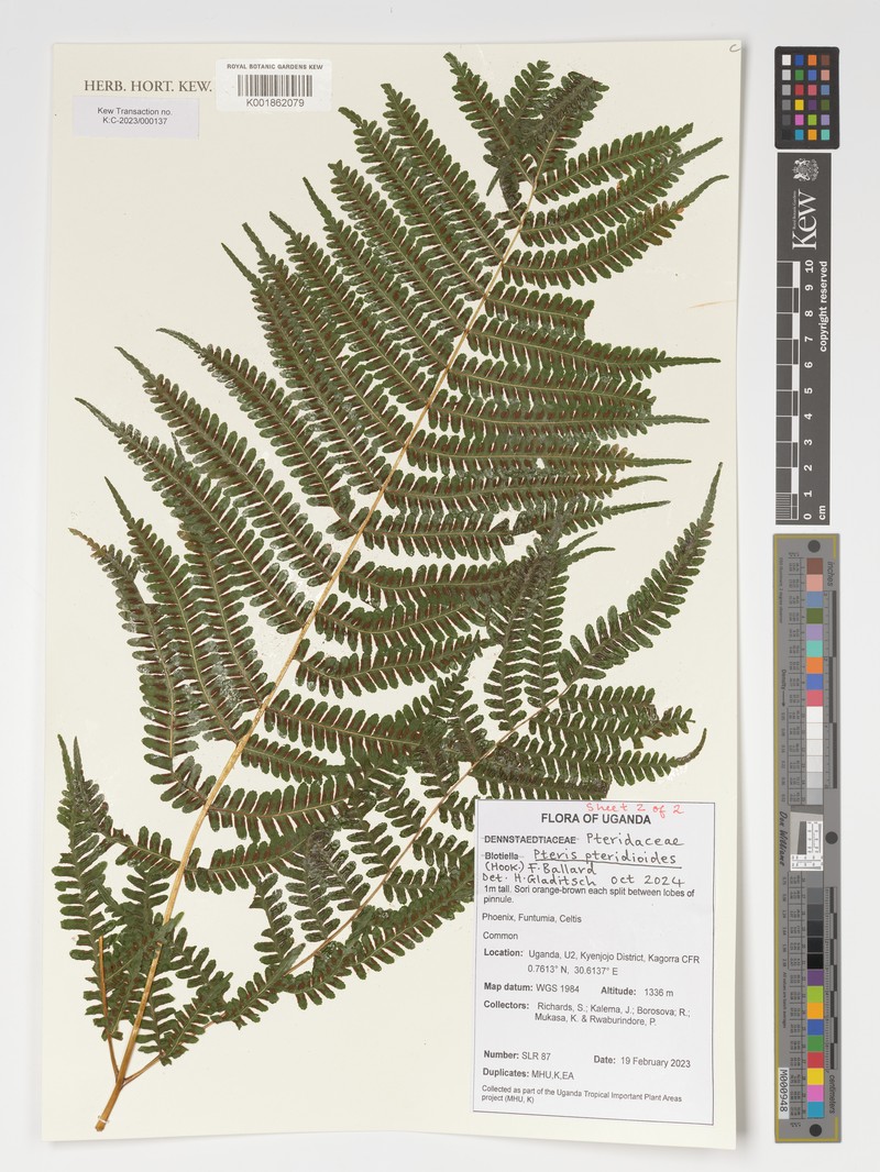 Pteris pteridioides photo 3