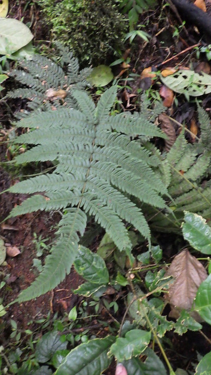 Pteris pteridioides photo 4