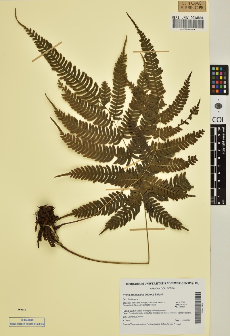 Pteris pteridioides photo 5