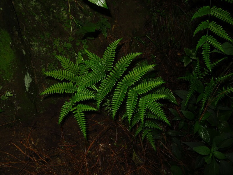 Pteris puberula