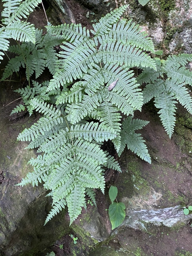 Pteris puberula photo 2
