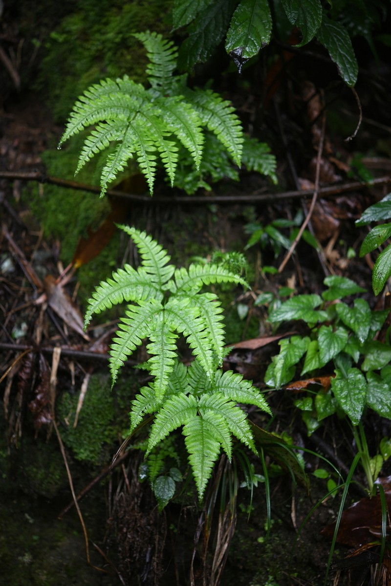 Pteris puberula photo 3