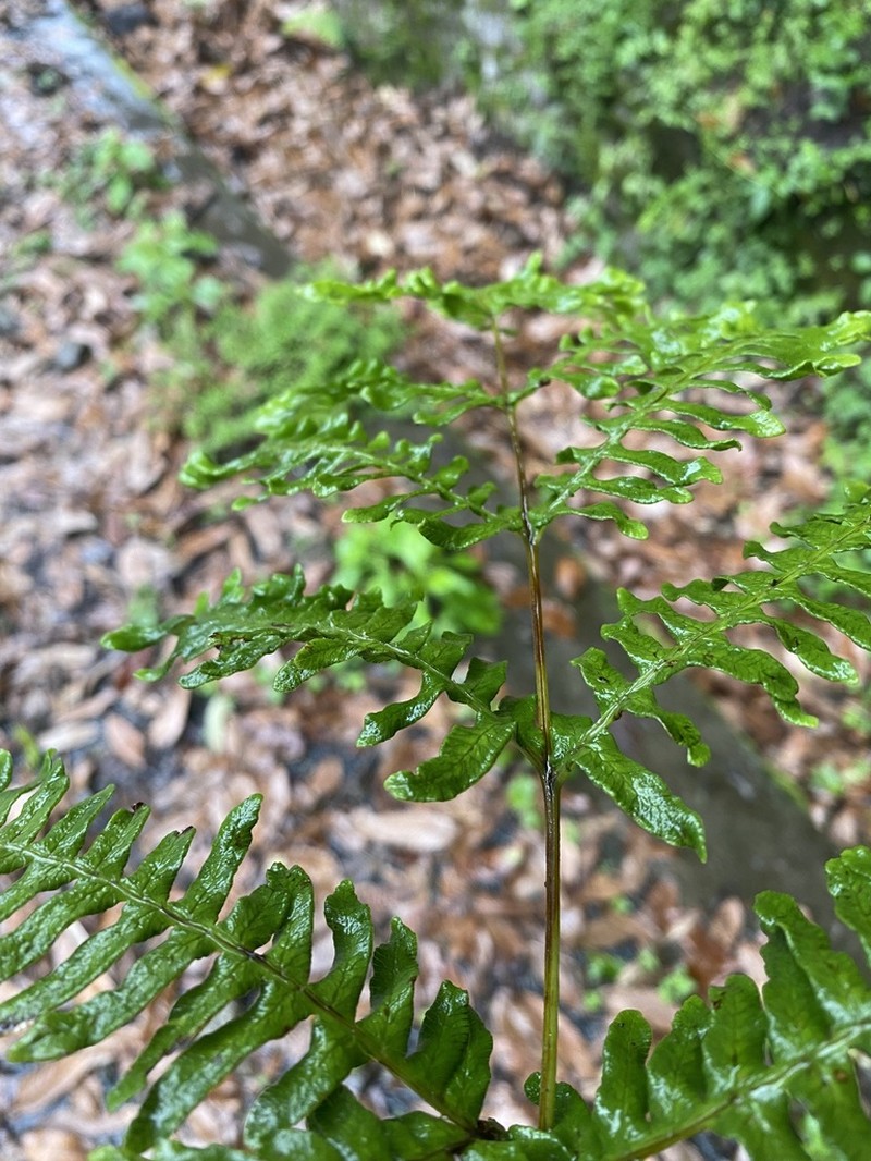 Pteris puberula photo 4