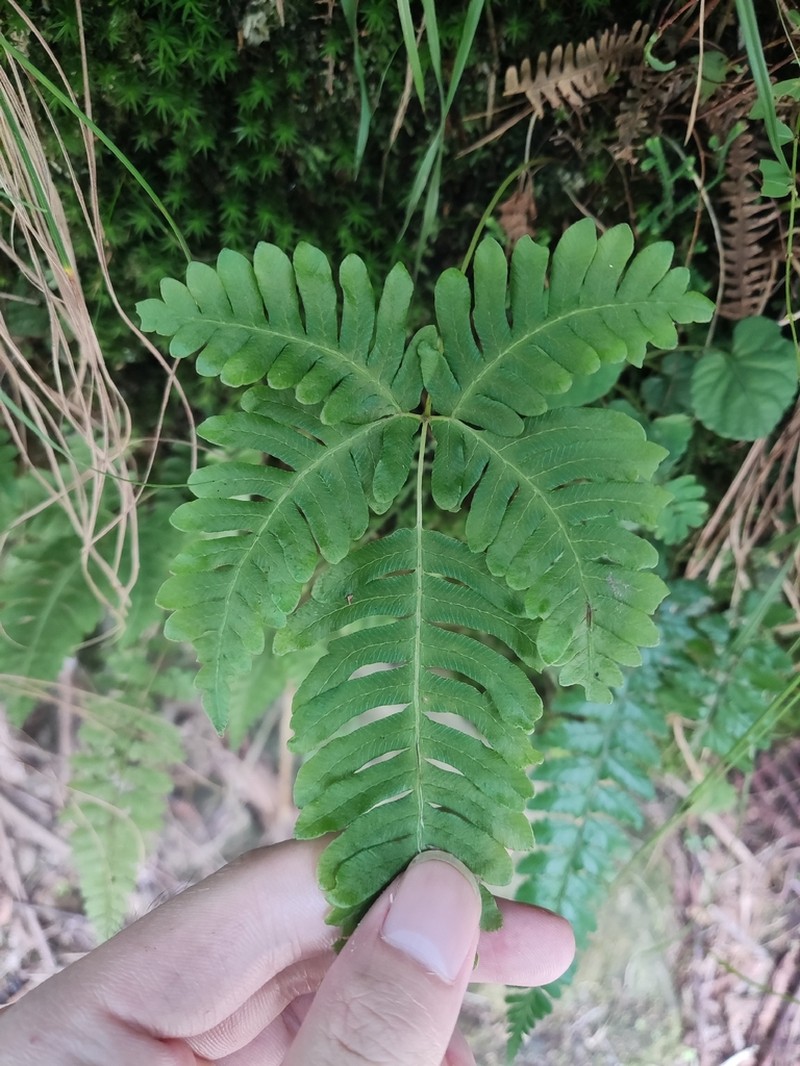 Pteris puberula photo 5