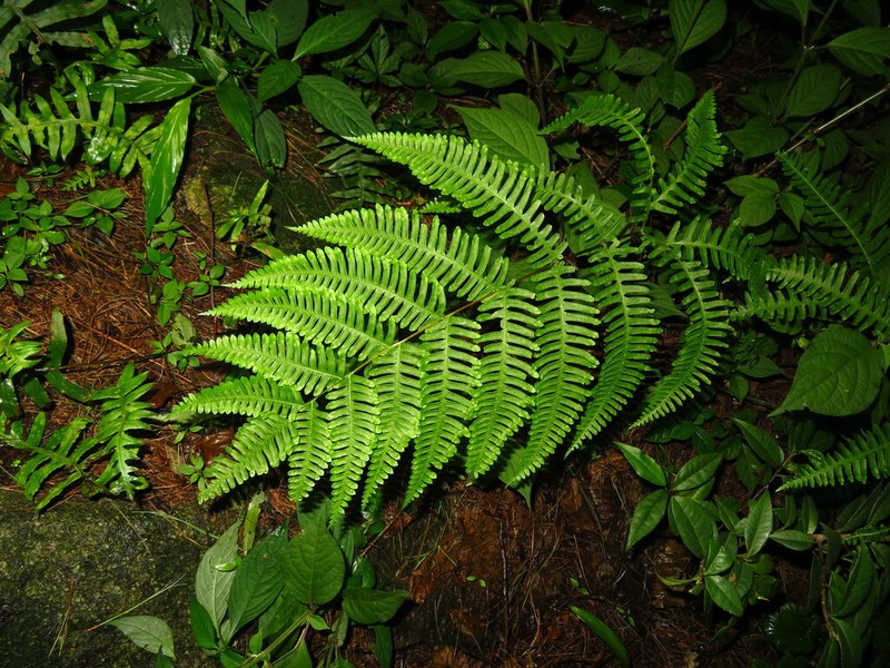 Pteris puberula photo 6