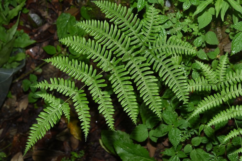 Pteris puberula photo 7