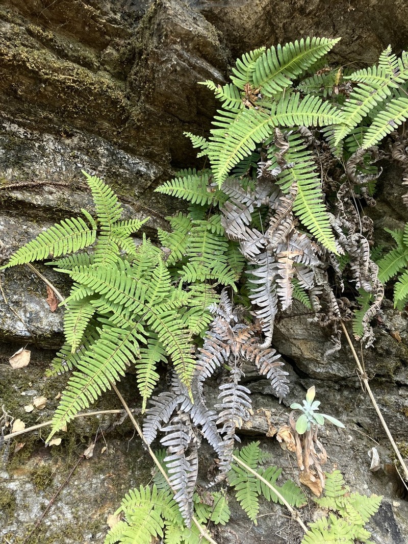 Pteris puberula photo 8
