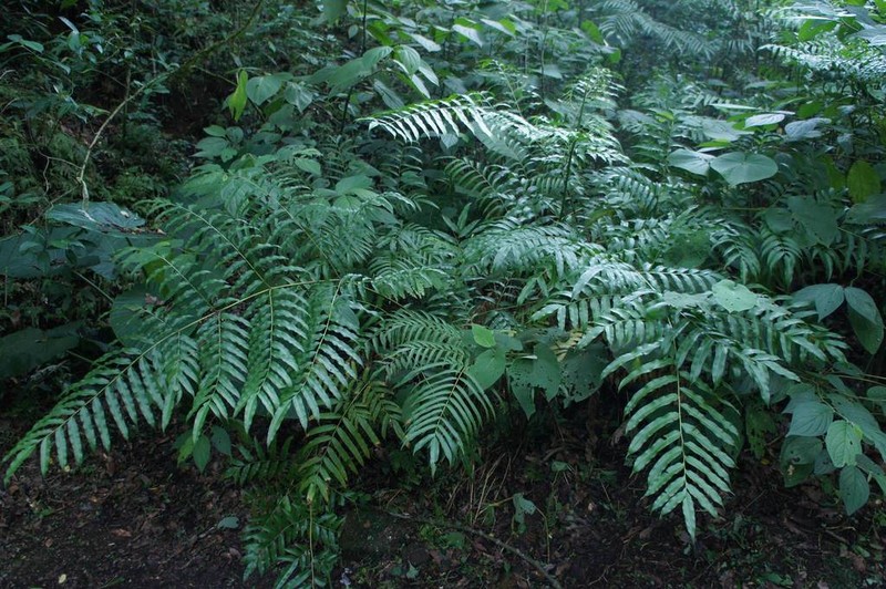 Pteris pulchra