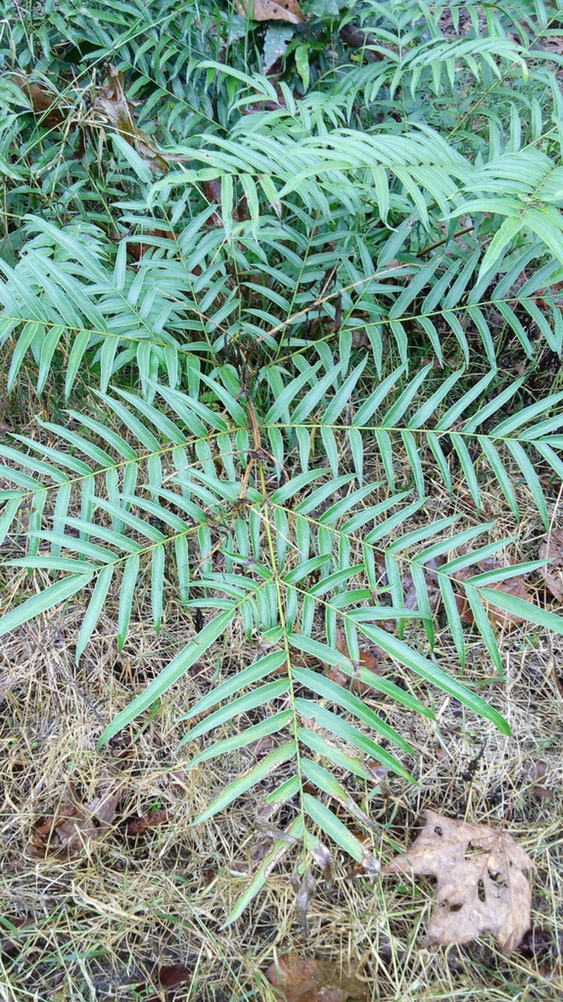 Pteris pulchra photo 3