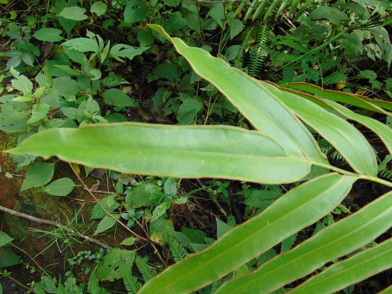 Pteris pulchra photo 5