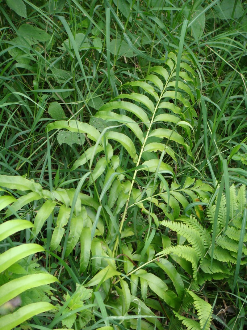 Pteris pulchra photo 7