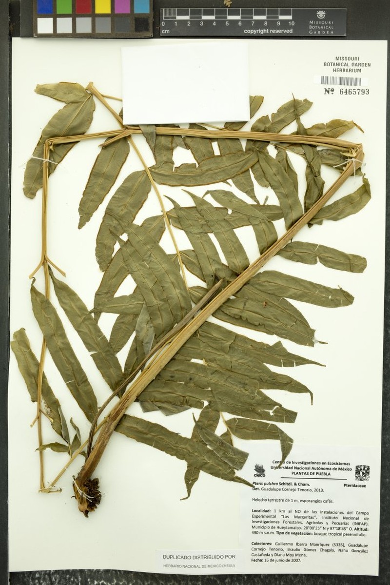 Pteris pulchra photo 8