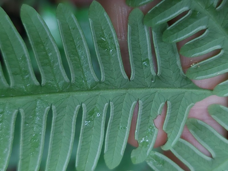 Pteris quadriaurita