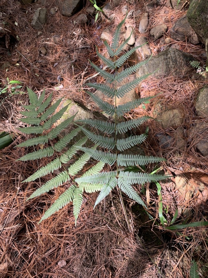 Pteris quadriaurita photo 2