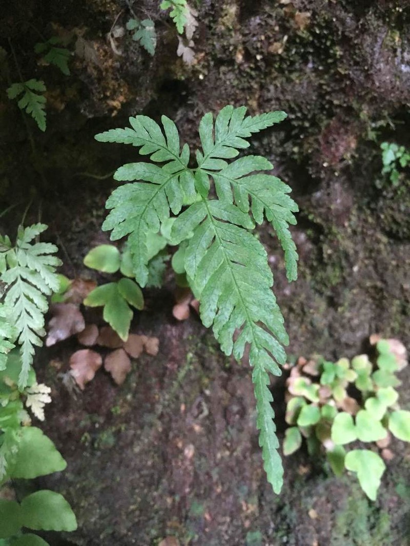 Pteris quadriaurita photo 3