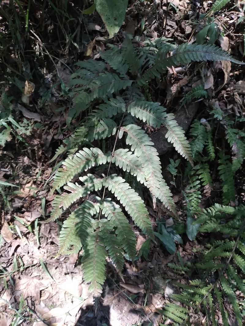 Pteris quadriaurita photo 5