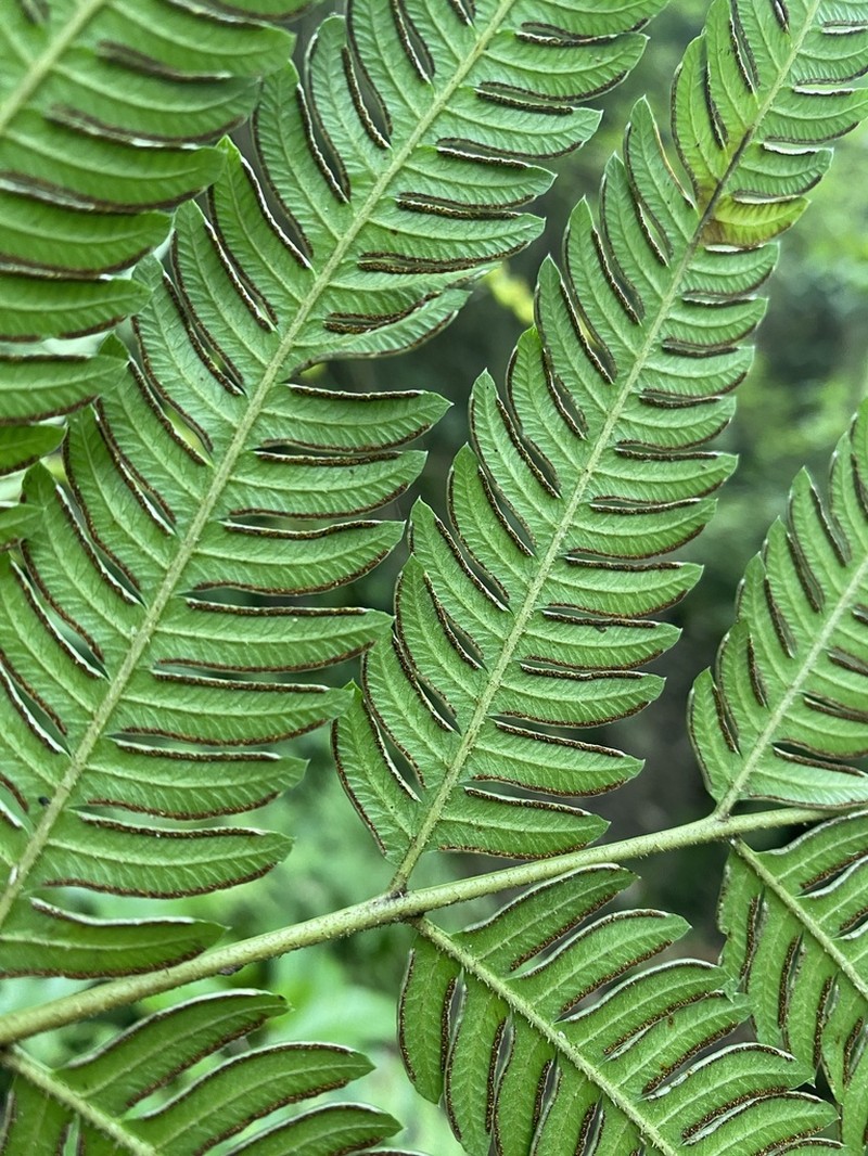 Pteris quadriaurita photo 6