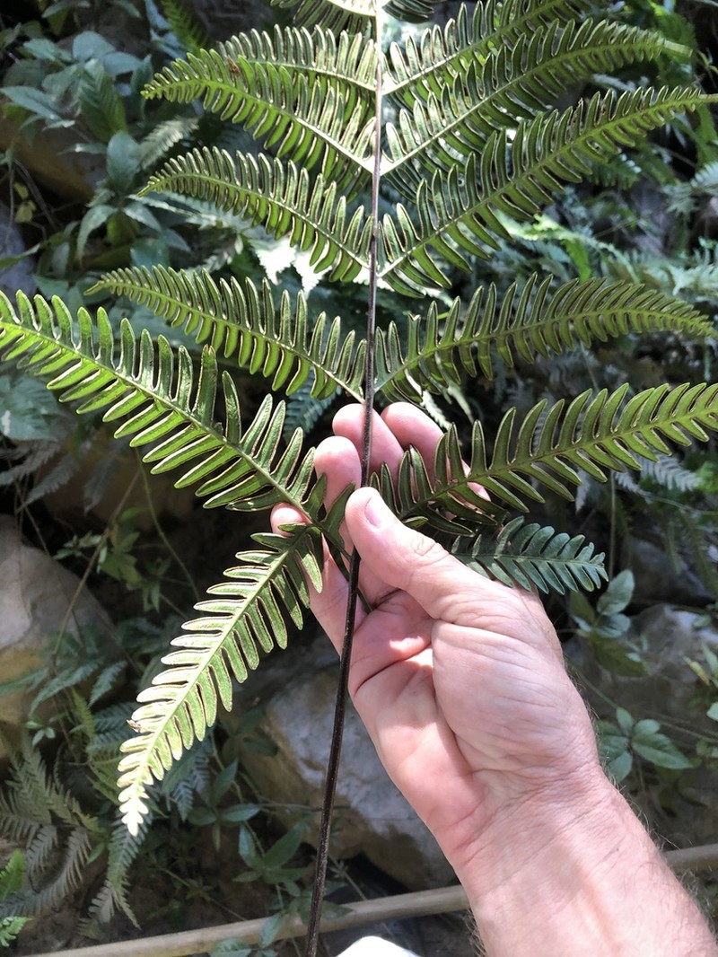 Pteris quadriaurita photo 7