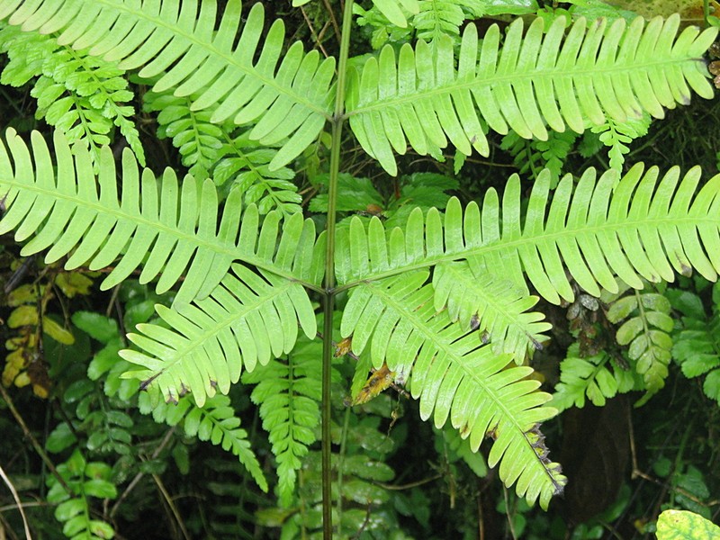 Pteris quadriaurita photo 8