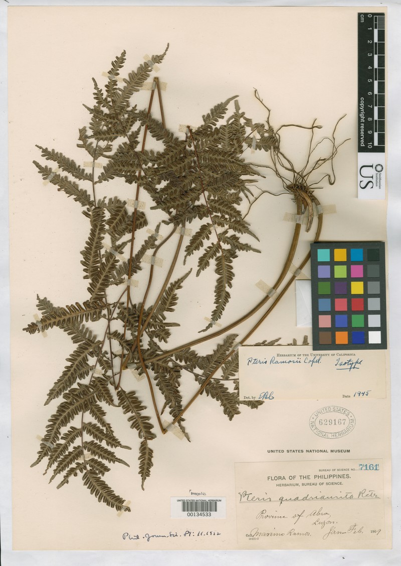 Pteris ramosii