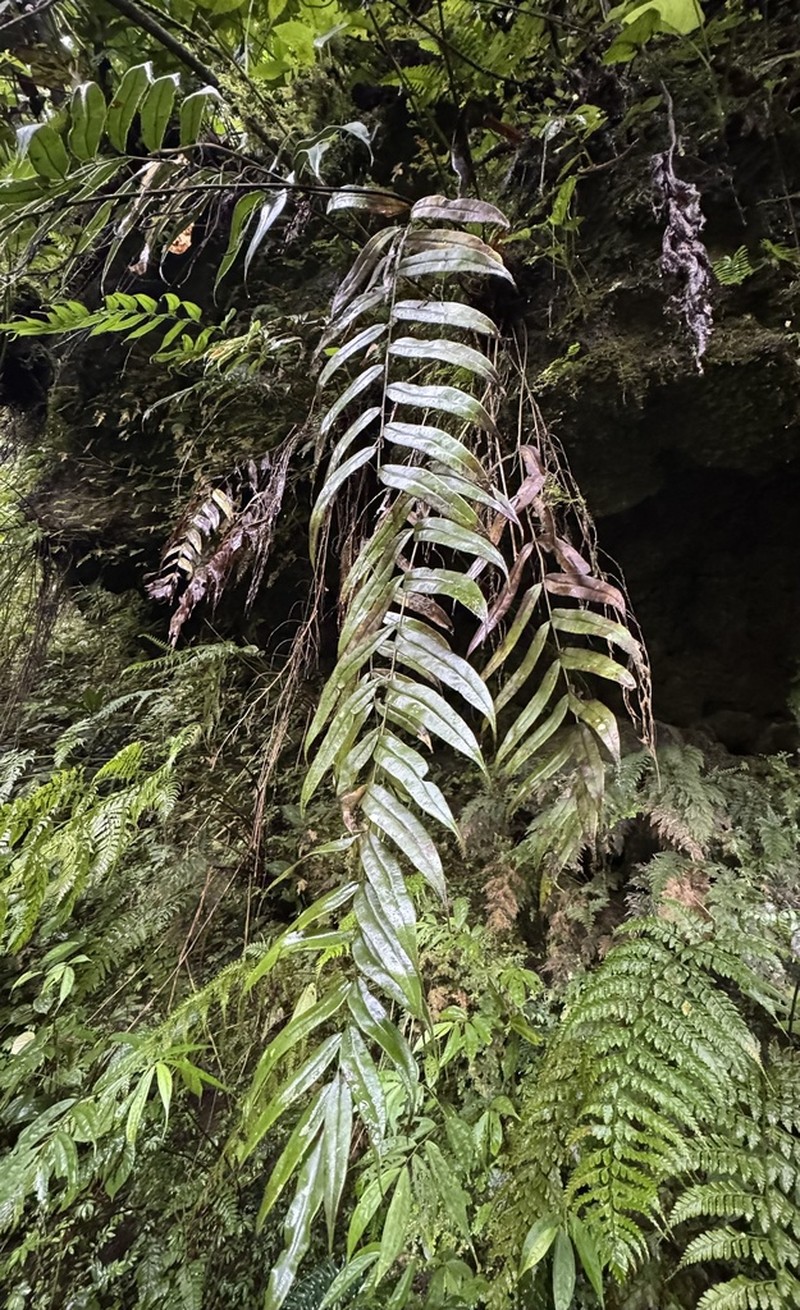 Pteris rangiferina