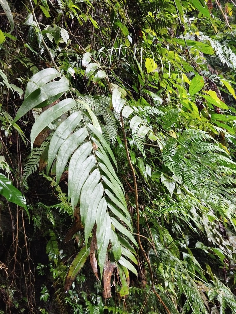 Pteris rangiferina photo 2