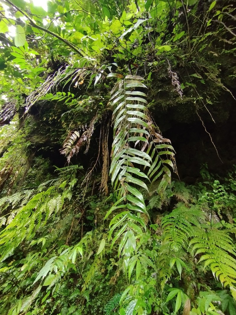 Pteris rangiferina photo 3