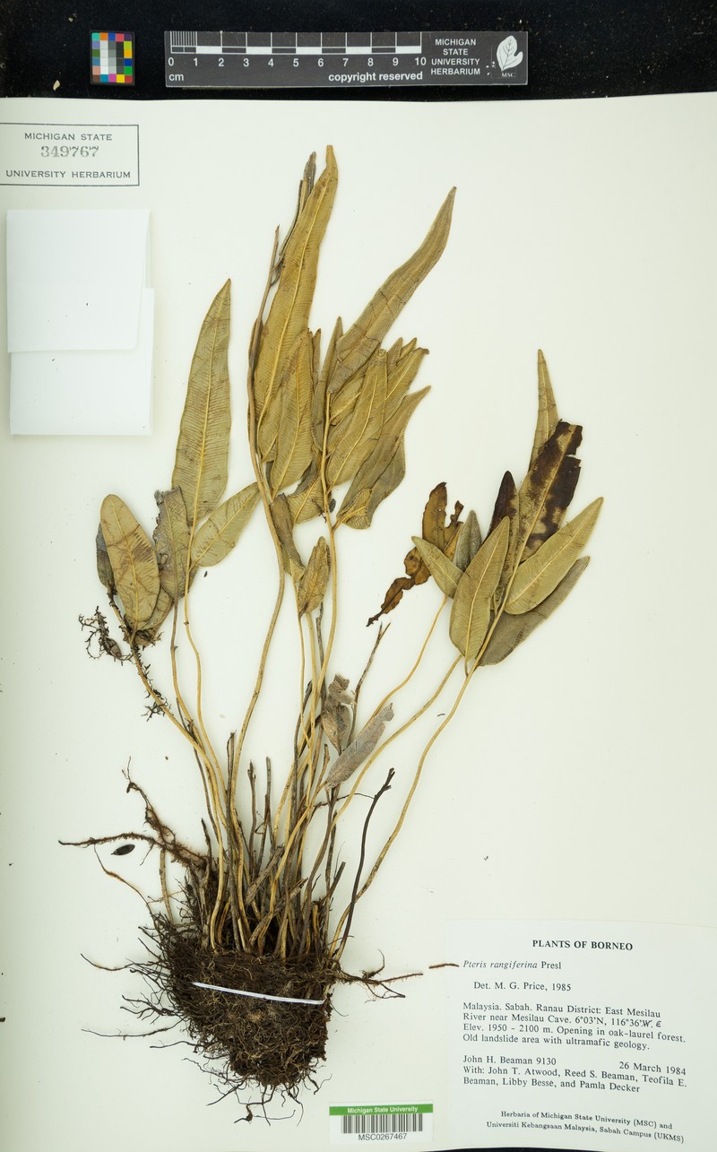 Pteris rangiferina photo 6