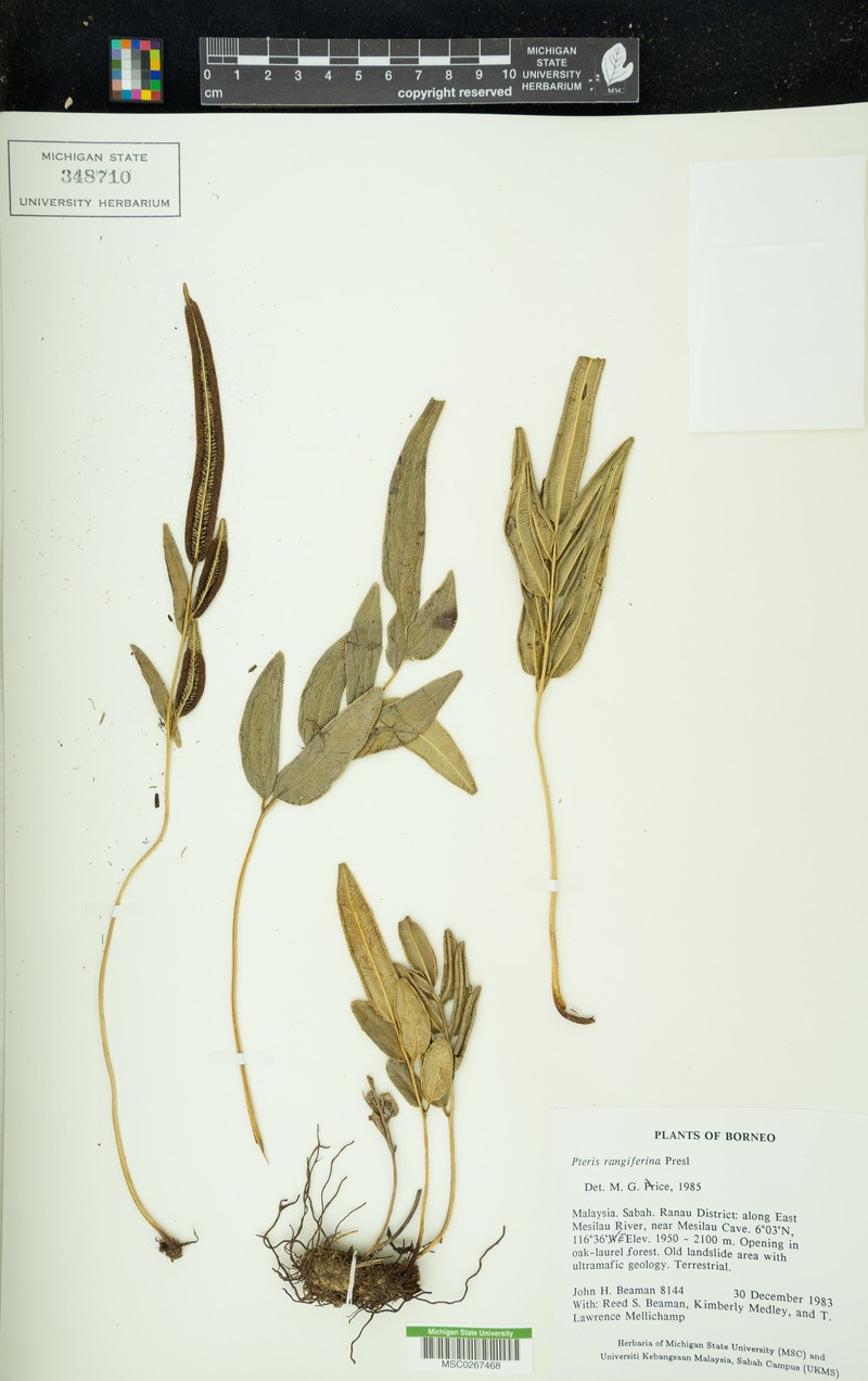 Pteris rangiferina photo 7