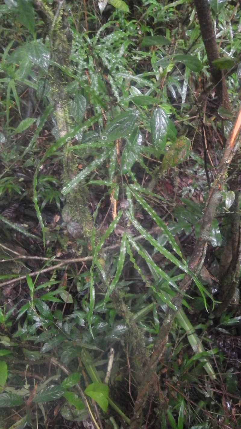 Pteris rasoloheryana