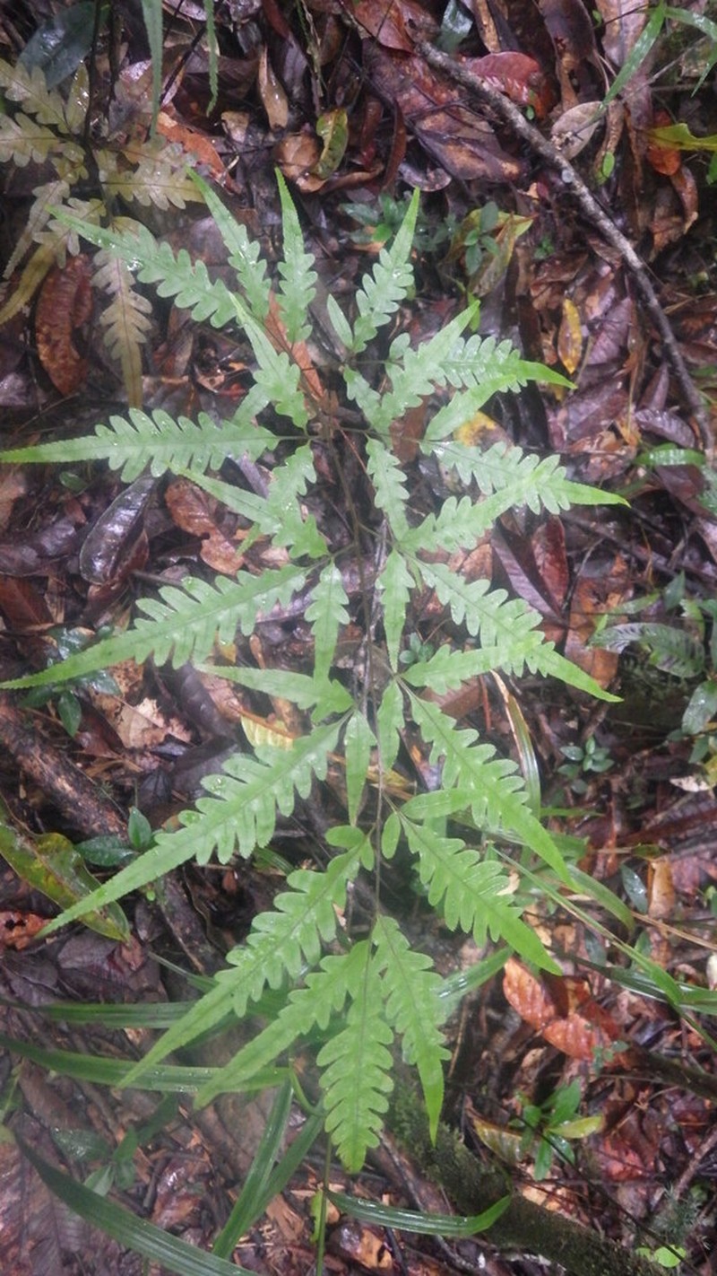 Pteris rasoloheryana photo 3