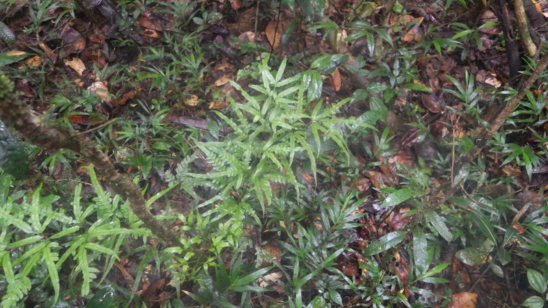 Pteris rasoloheryana photo 5