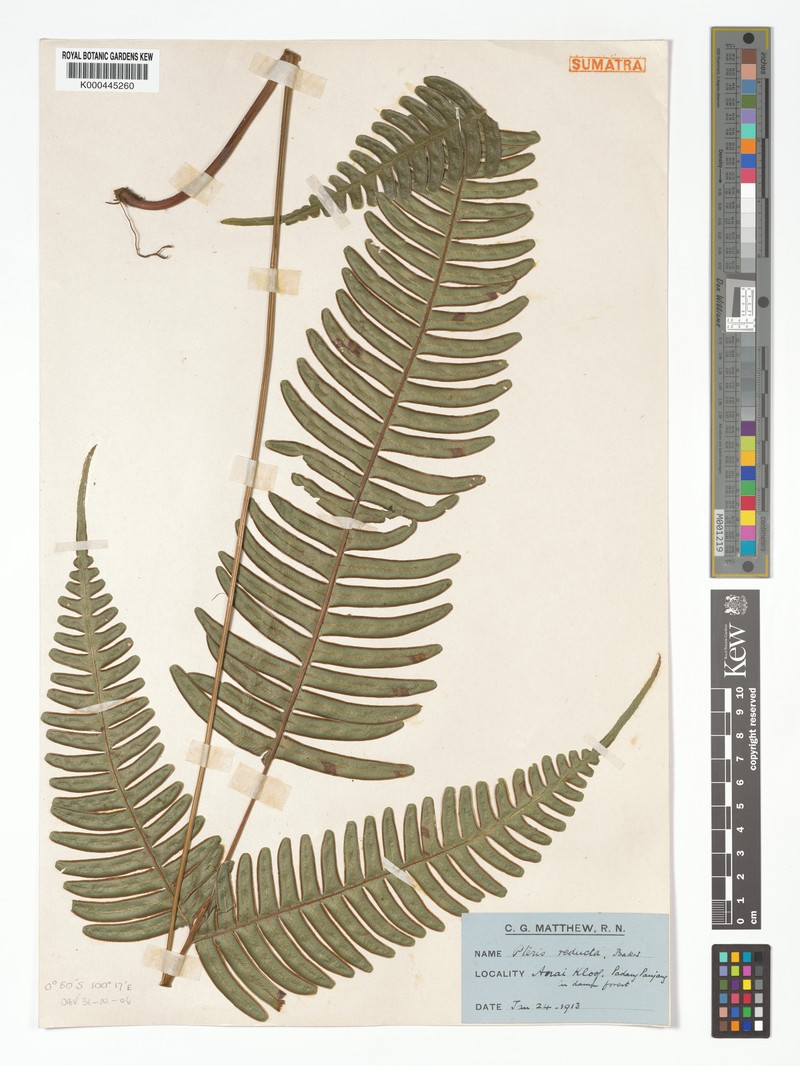 Pteris reducta
