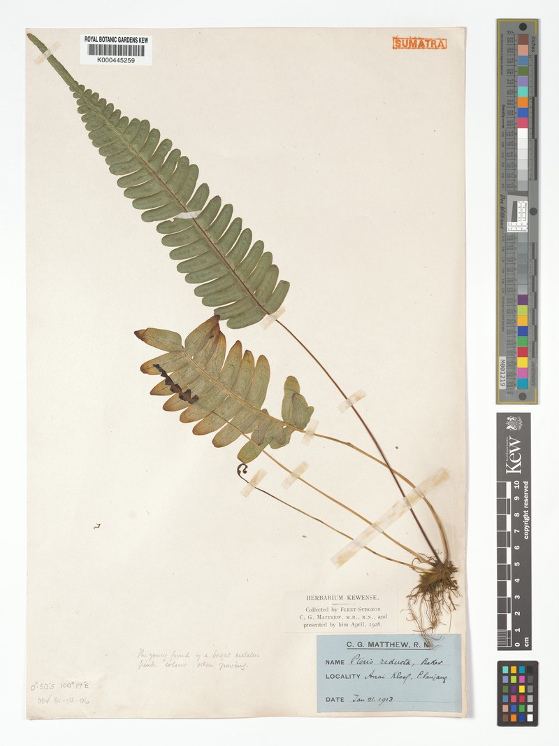 Pteris reducta photo 2