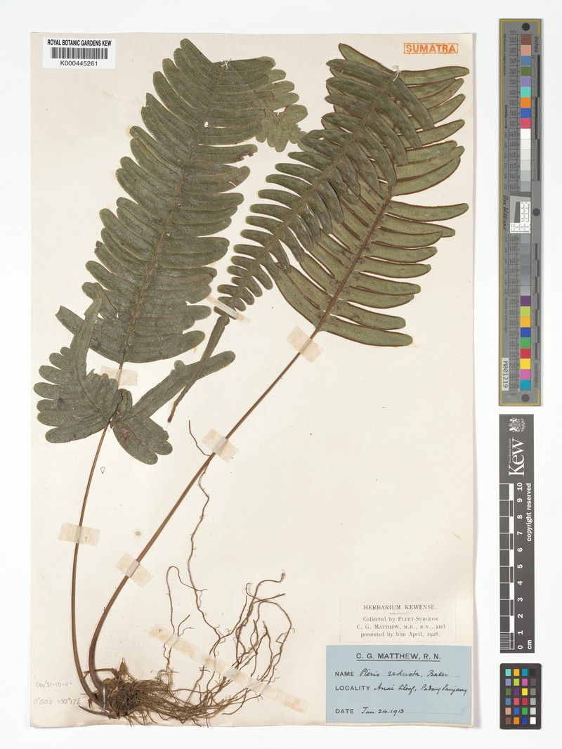 Pteris reducta photo 3